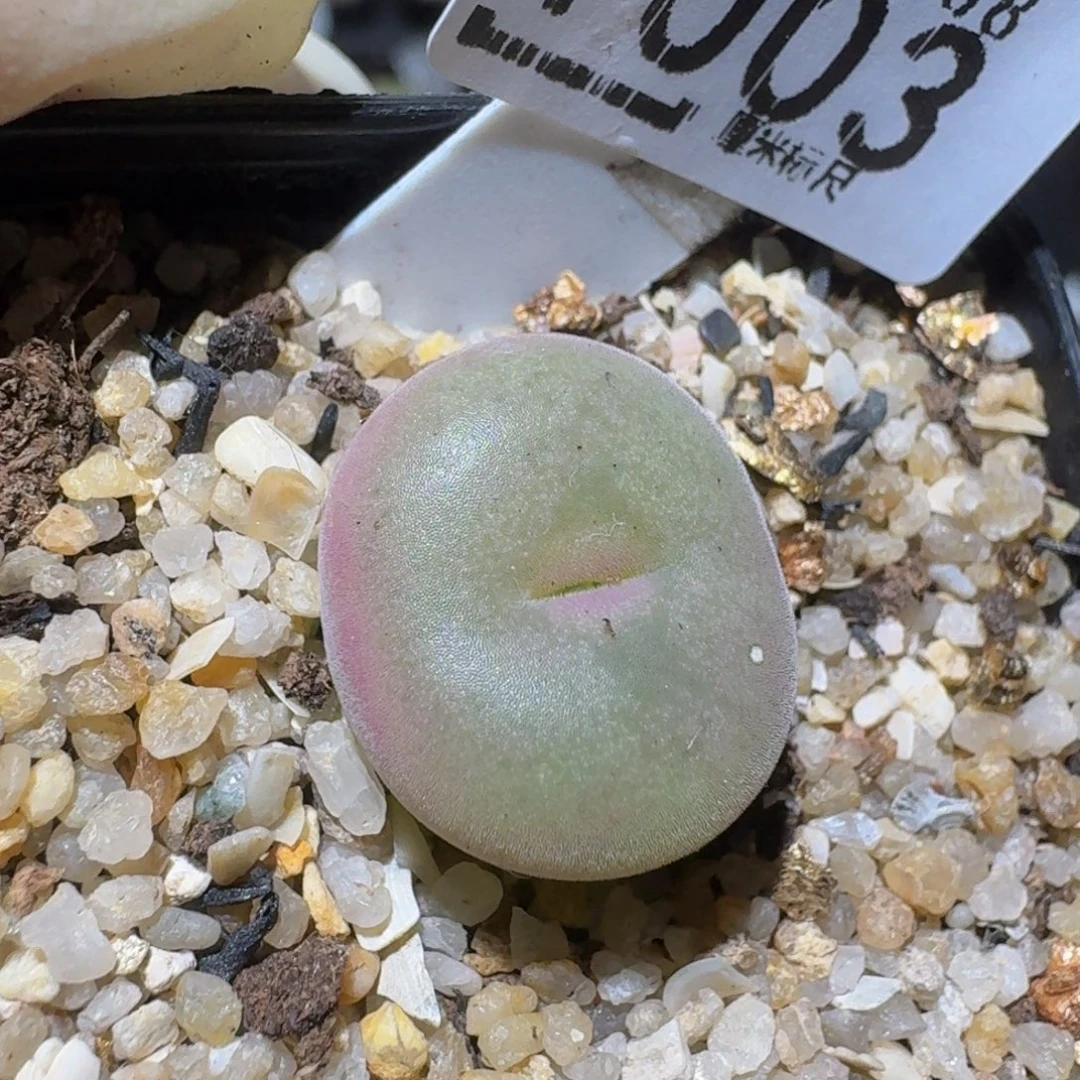 zzzzz生石花肉锥1003
