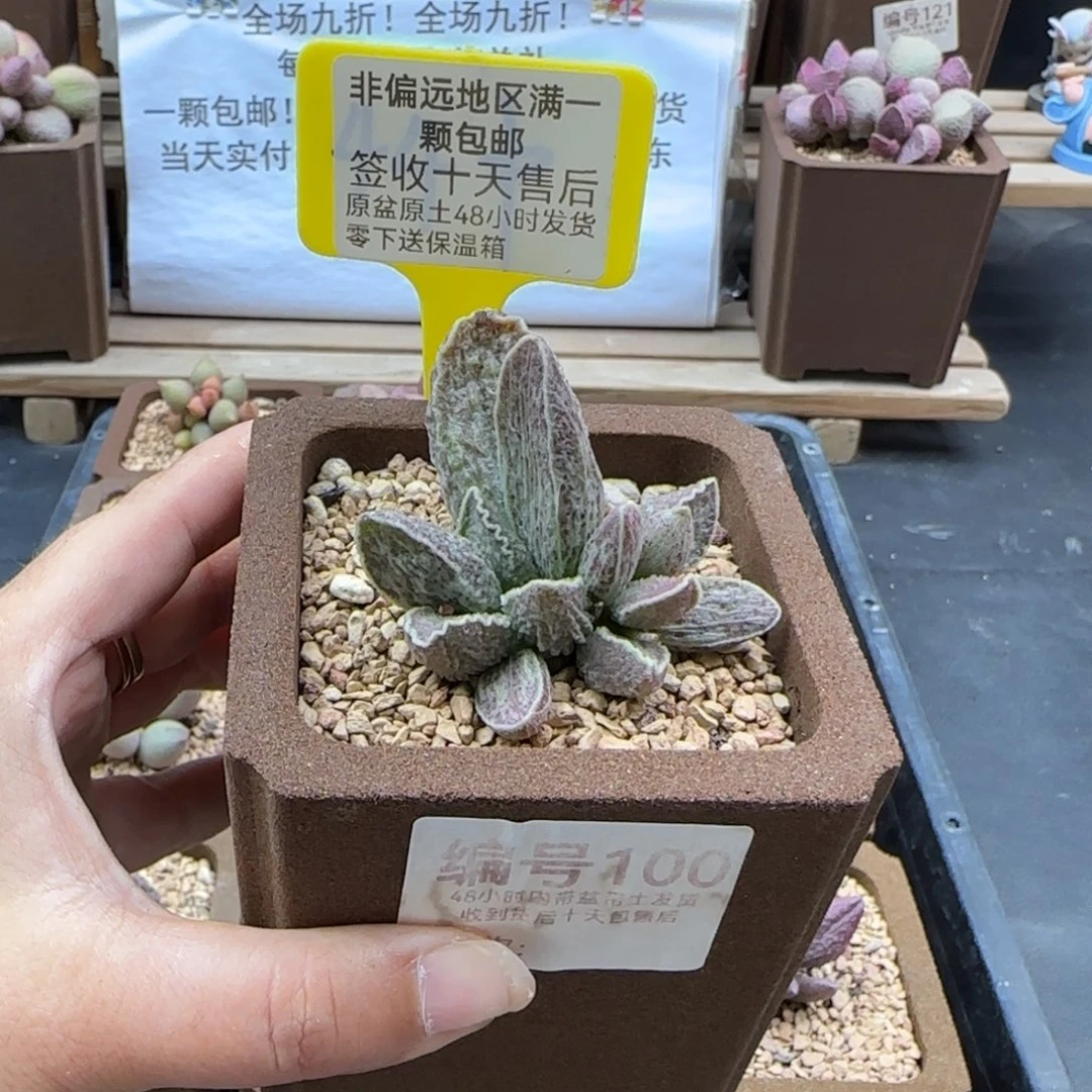 100酒红猪肝微瑕