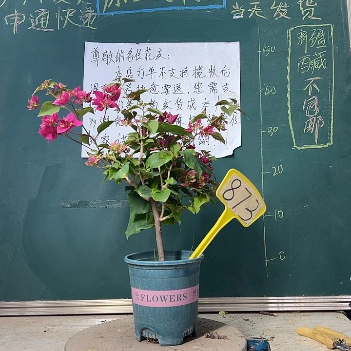 当前无花栽培后可以开花 重瓣枣红  873