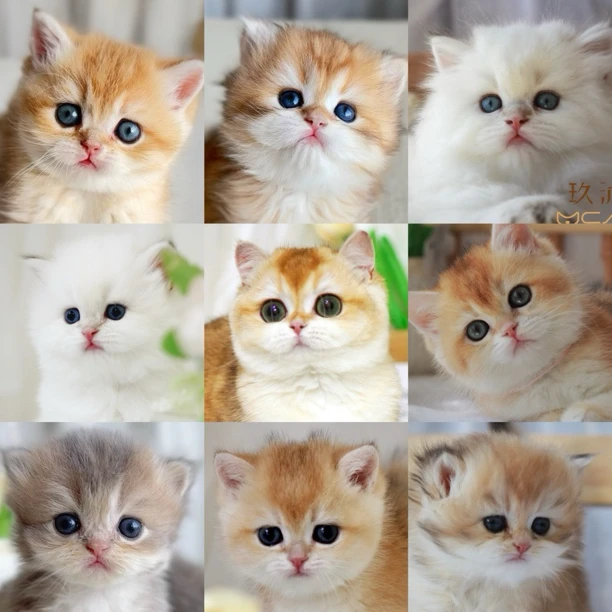 玖沐家的金渐层猫咪活体专属链接