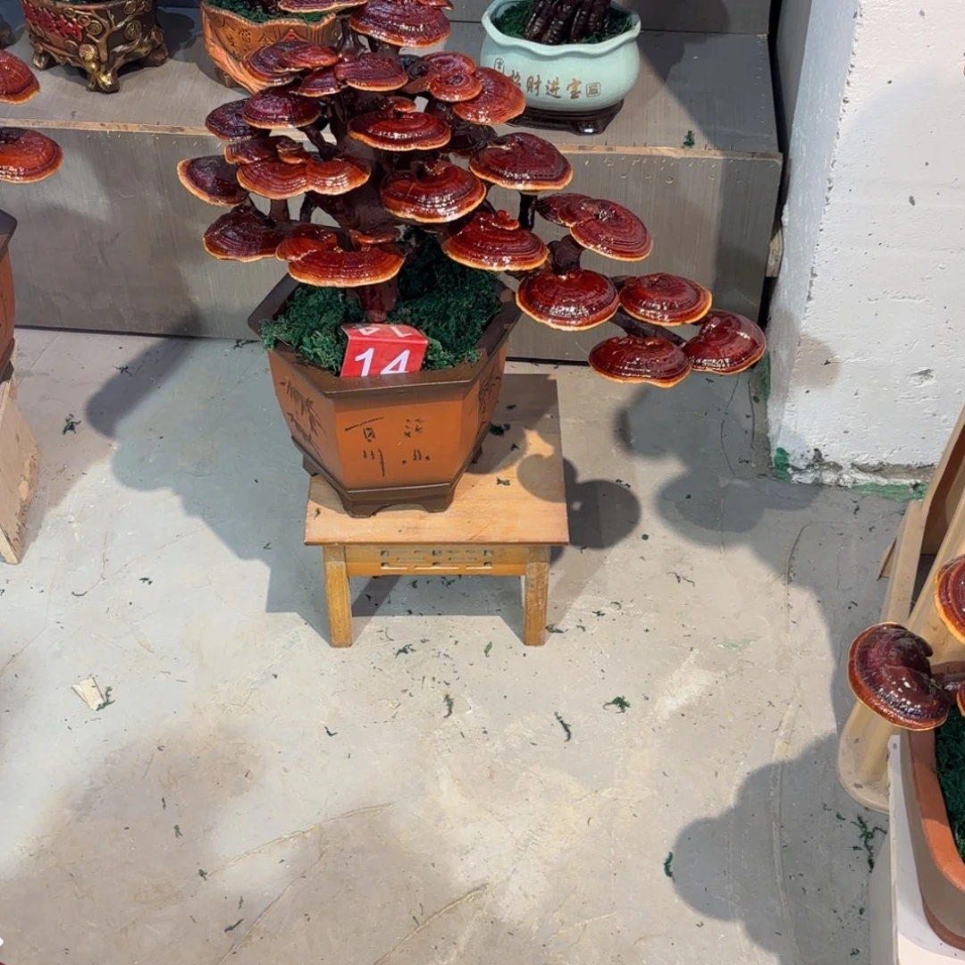 孙***姐灵芝8888888888888888888888