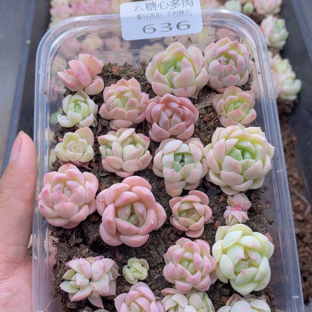 云糖心多肉植物636