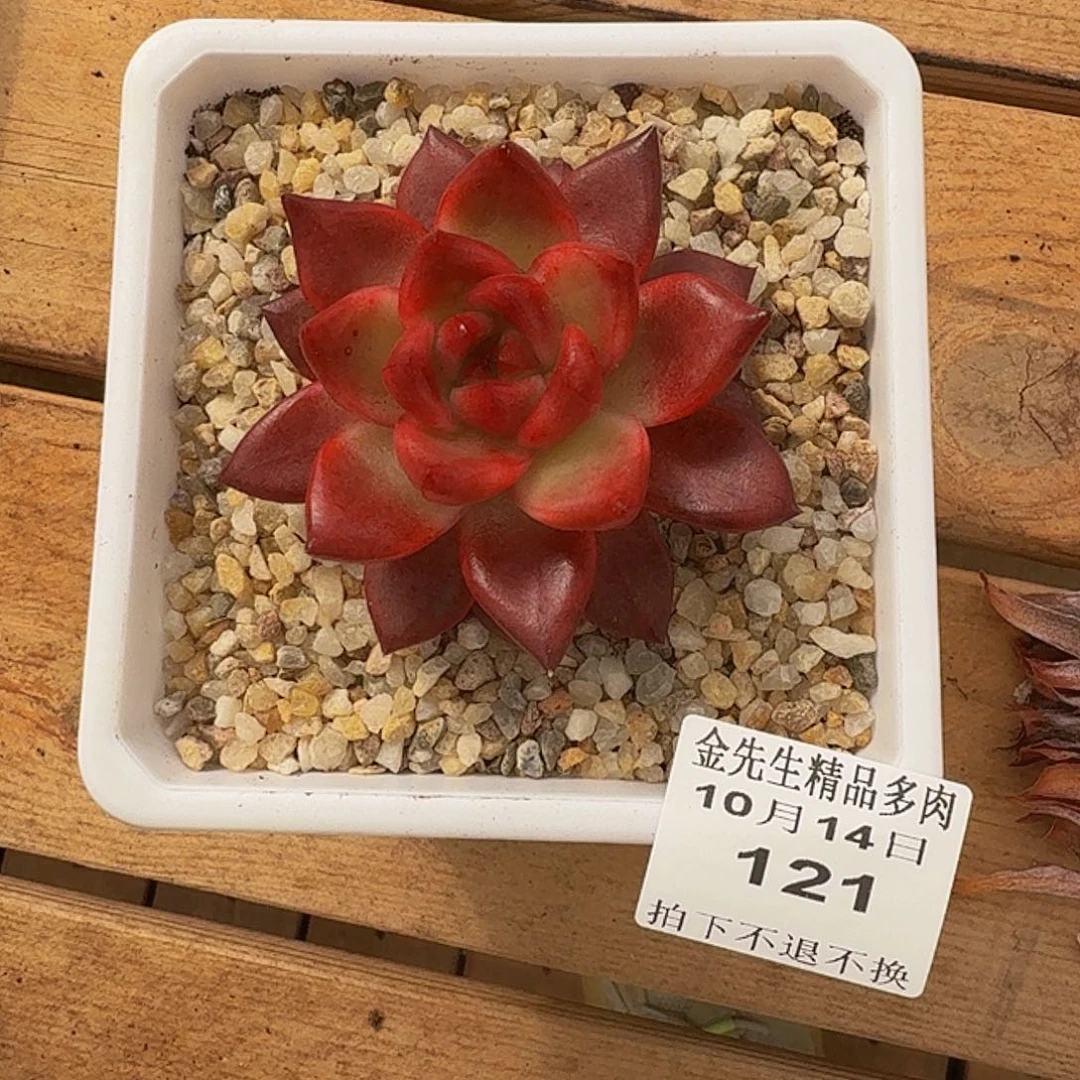 妙***啡1014-121珍妮宝石单头