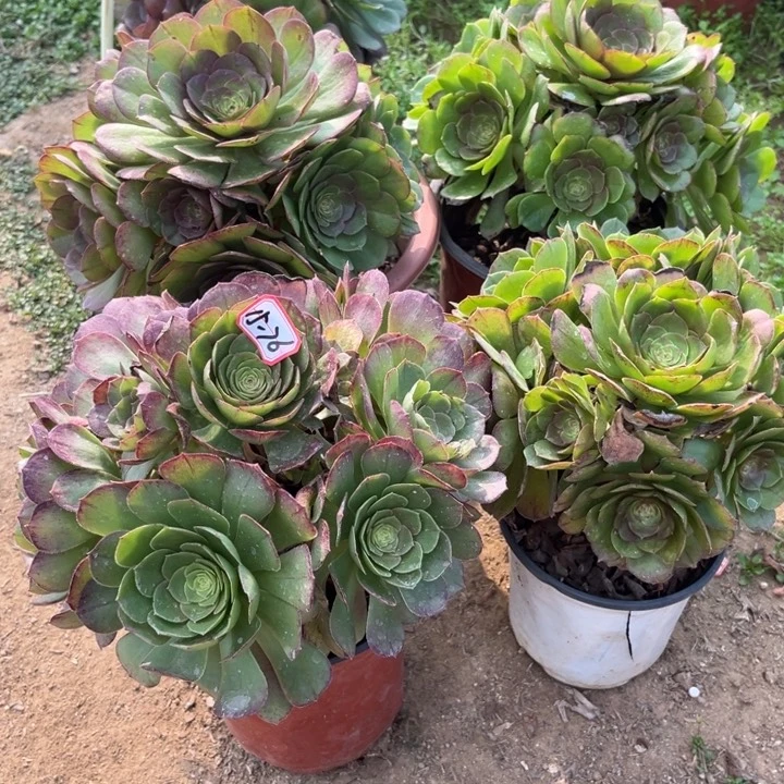 15-76万圣节小亮牌8一个处理不售后多肉