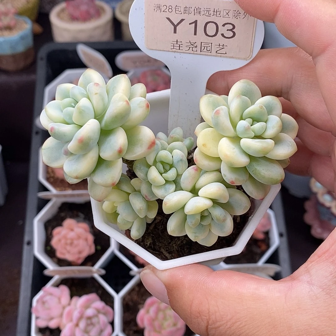 0103 劳尔锦  8.5cm