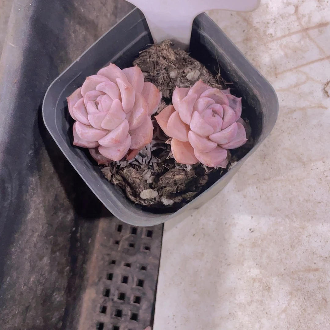 察***狗纯爱w068一物一拍