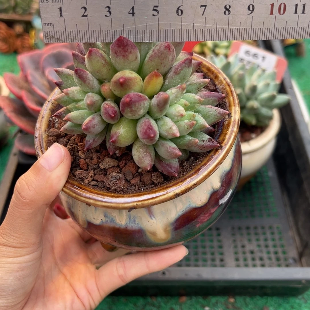 表妹精品多肉植物662.