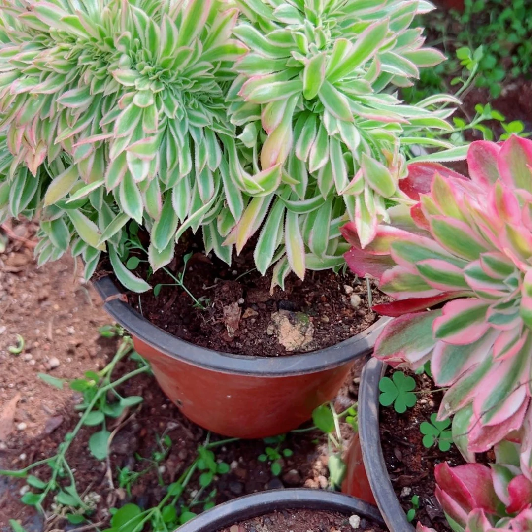 我1373 号多肉法师新年特价