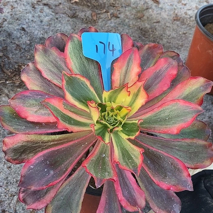 174一颗魅影法师多肉