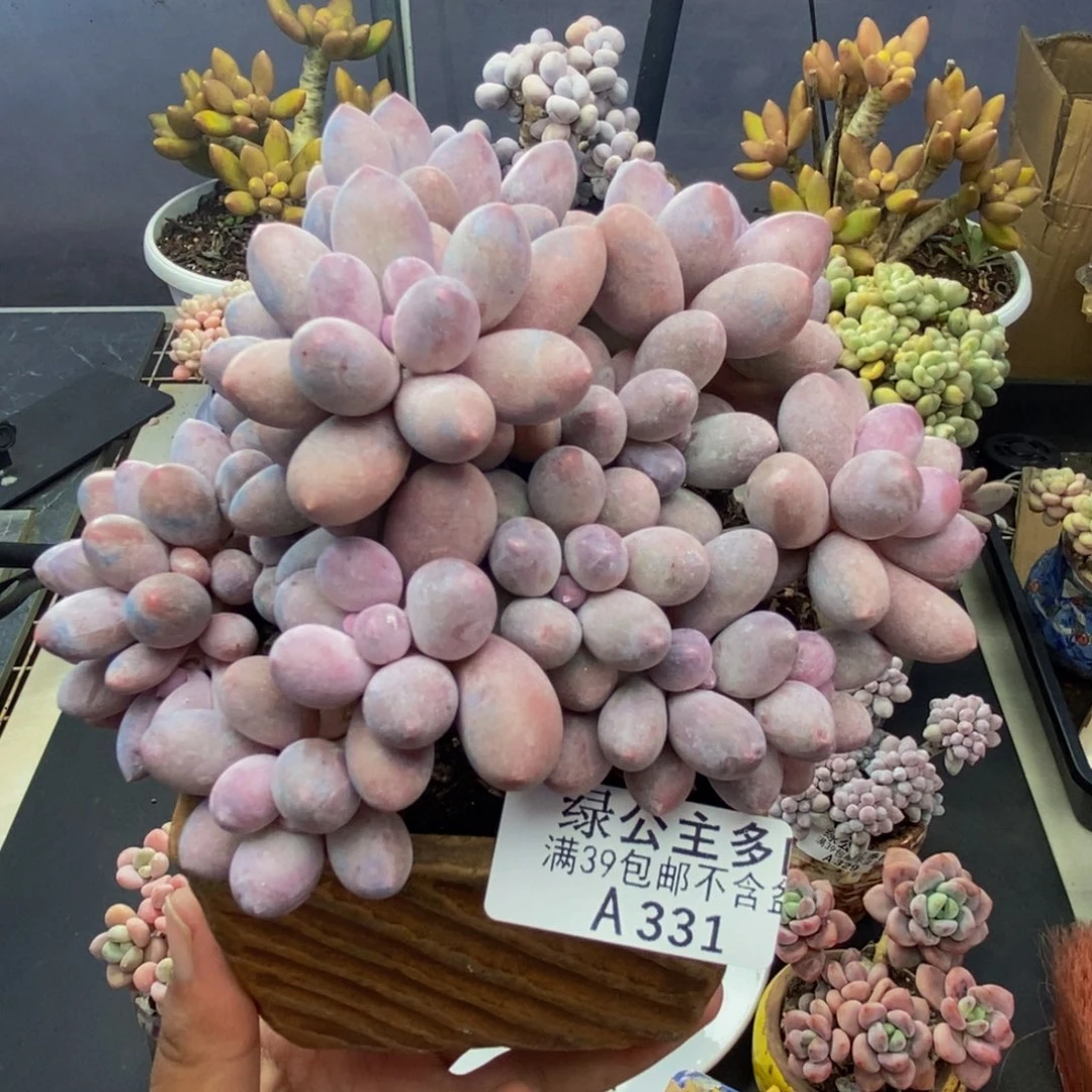 331丸叶汤圆多肉8c m
