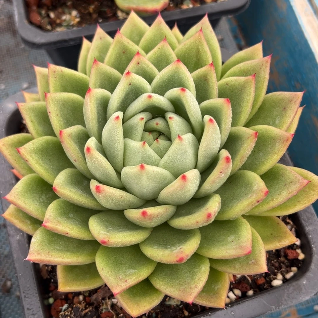 多肉植物一物一拍（16号）