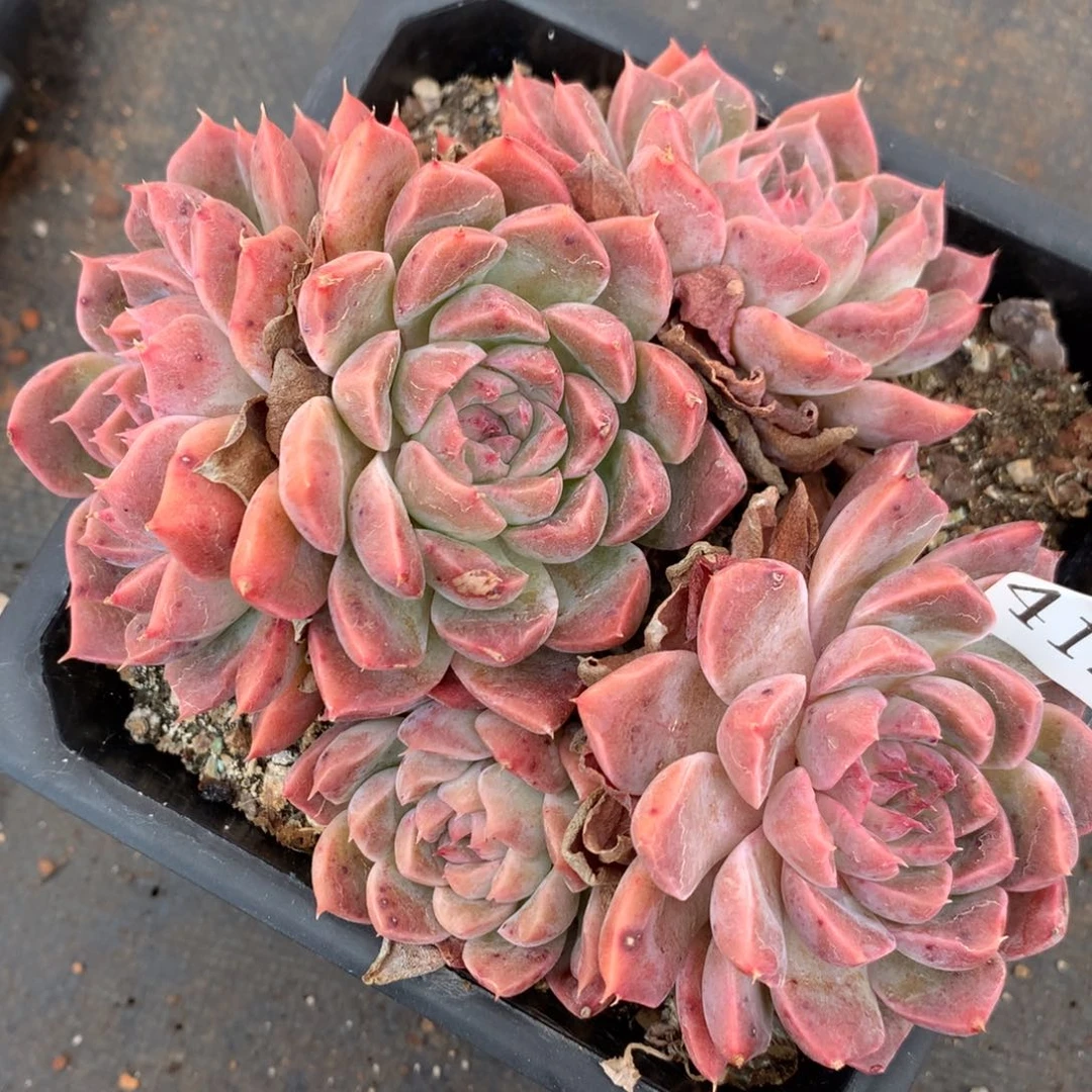 4137杂交多肉植物