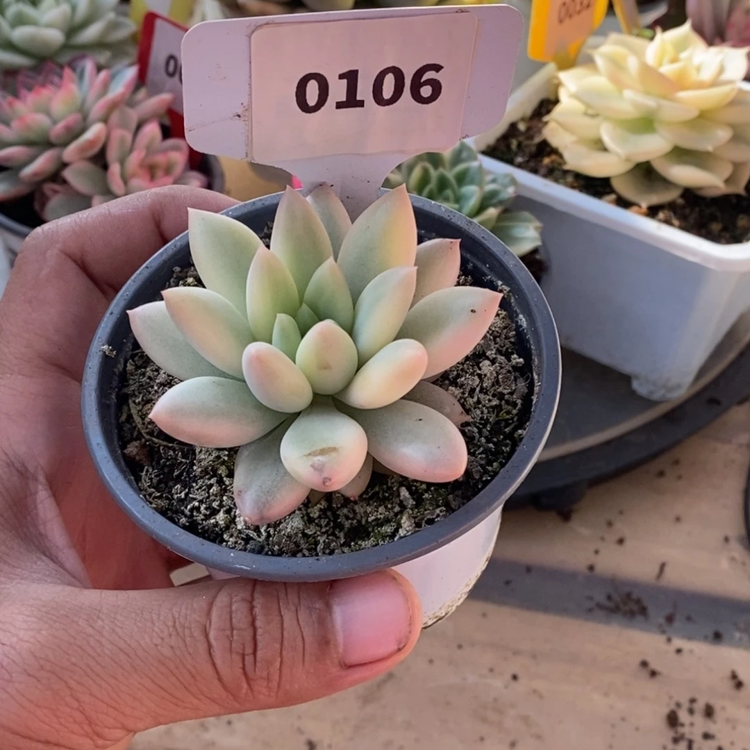 106红蜻蜓哈哈哈哈哈