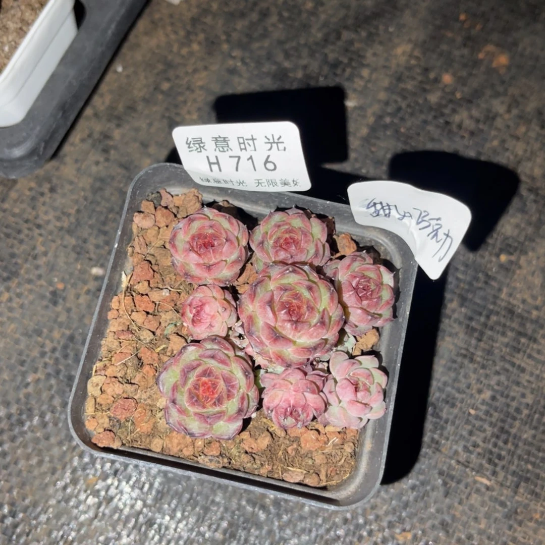 甜***力716 带陶瓷盆发货 满28包邮
