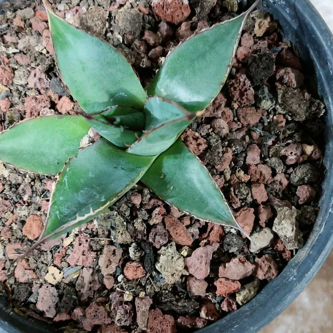 金*英厚叶亚利桑那小颗龙舌兰包邮