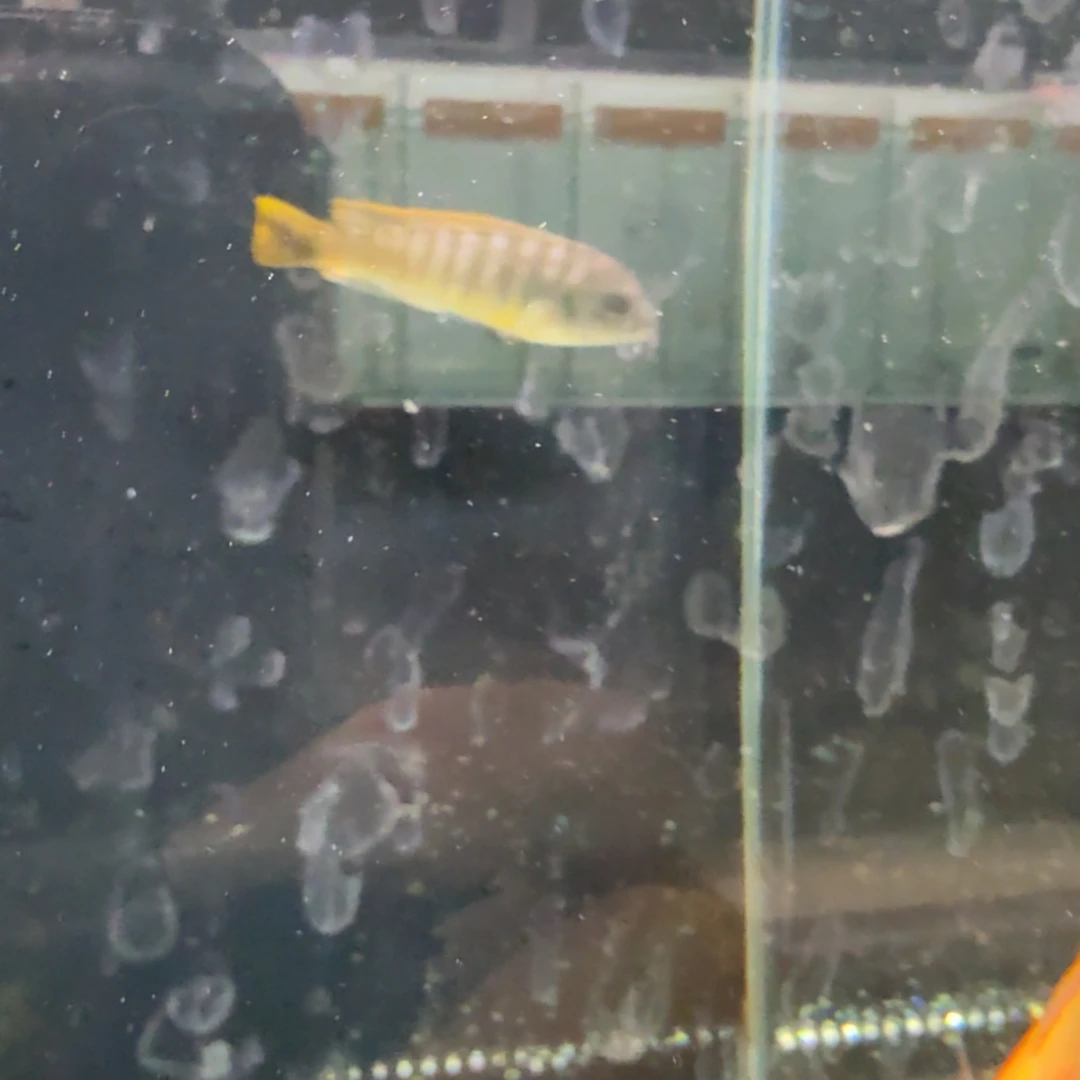 月***殇海水bb斑马1242。