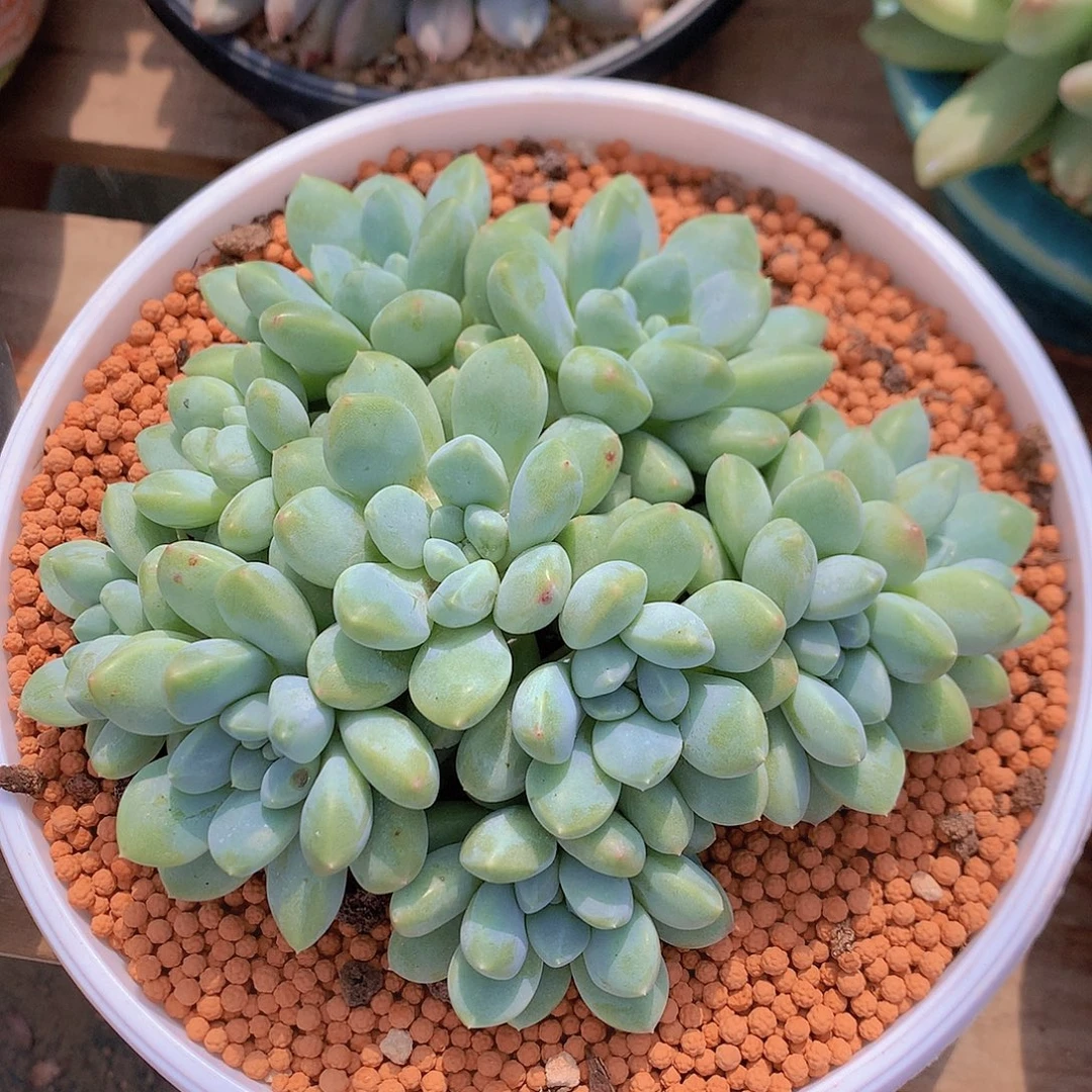 奶糖多肉一物一拍