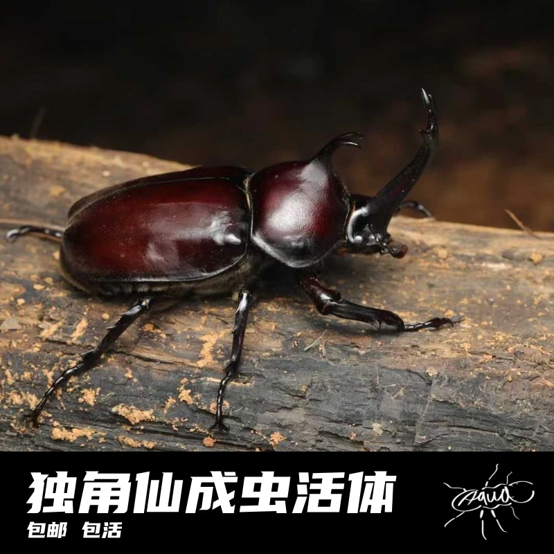 【水源虫屋】独角仙活体成虫宠物 双叉犀金龟 锹甲兜虫甲虫