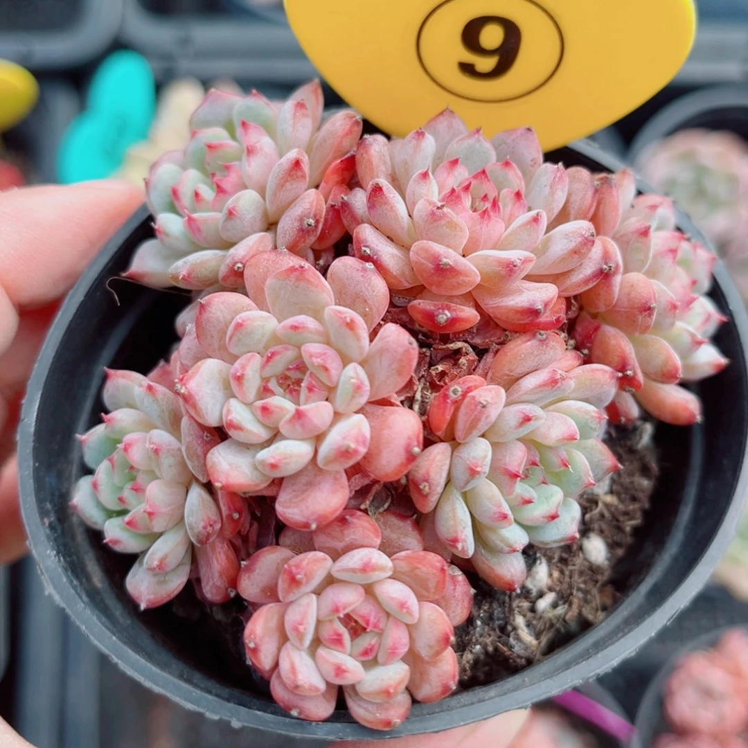 9号小老桩白胖子群