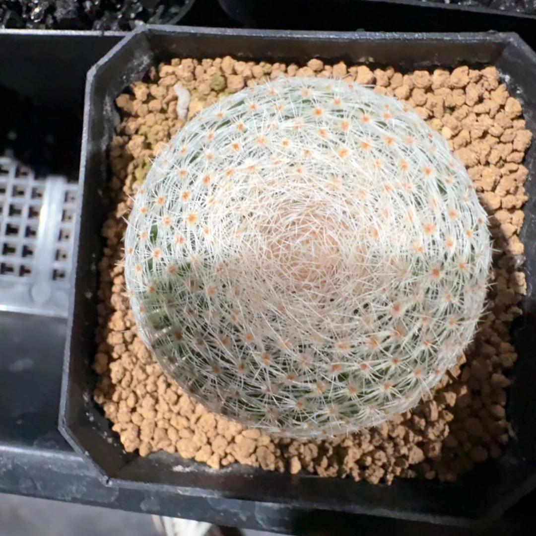 无花朵?***?实生白绢丸