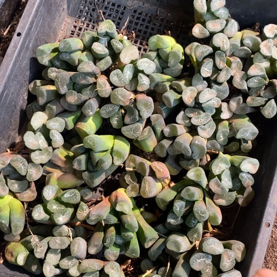 2102 一颗实生优选超大万象 多品种 大帅优选