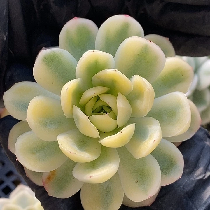 草莓冰锦多肉植物多肉