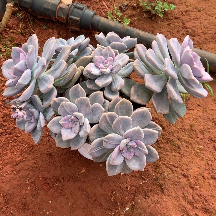 紫乐石化锦613晓晓一物一拍冷链