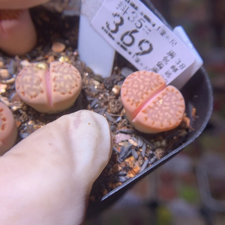 唯*精品生石花35.369