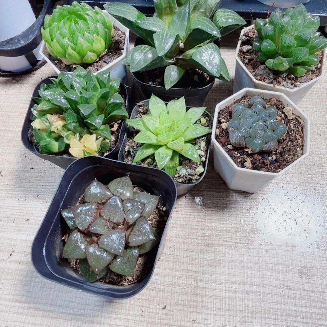 7棵漂亮肉肉多肉植物