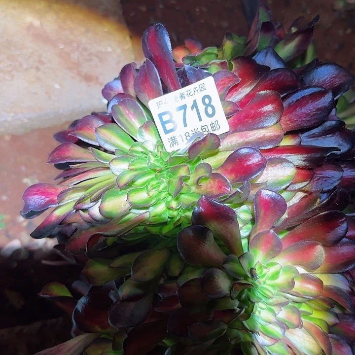 多肉 晚霞七彩缀化多肉法师