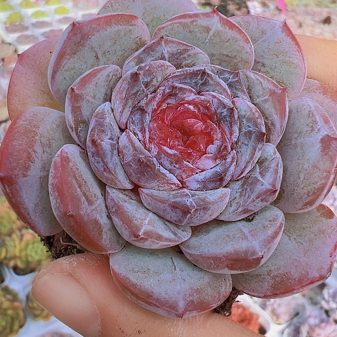 烟紫19包邮多肉植物