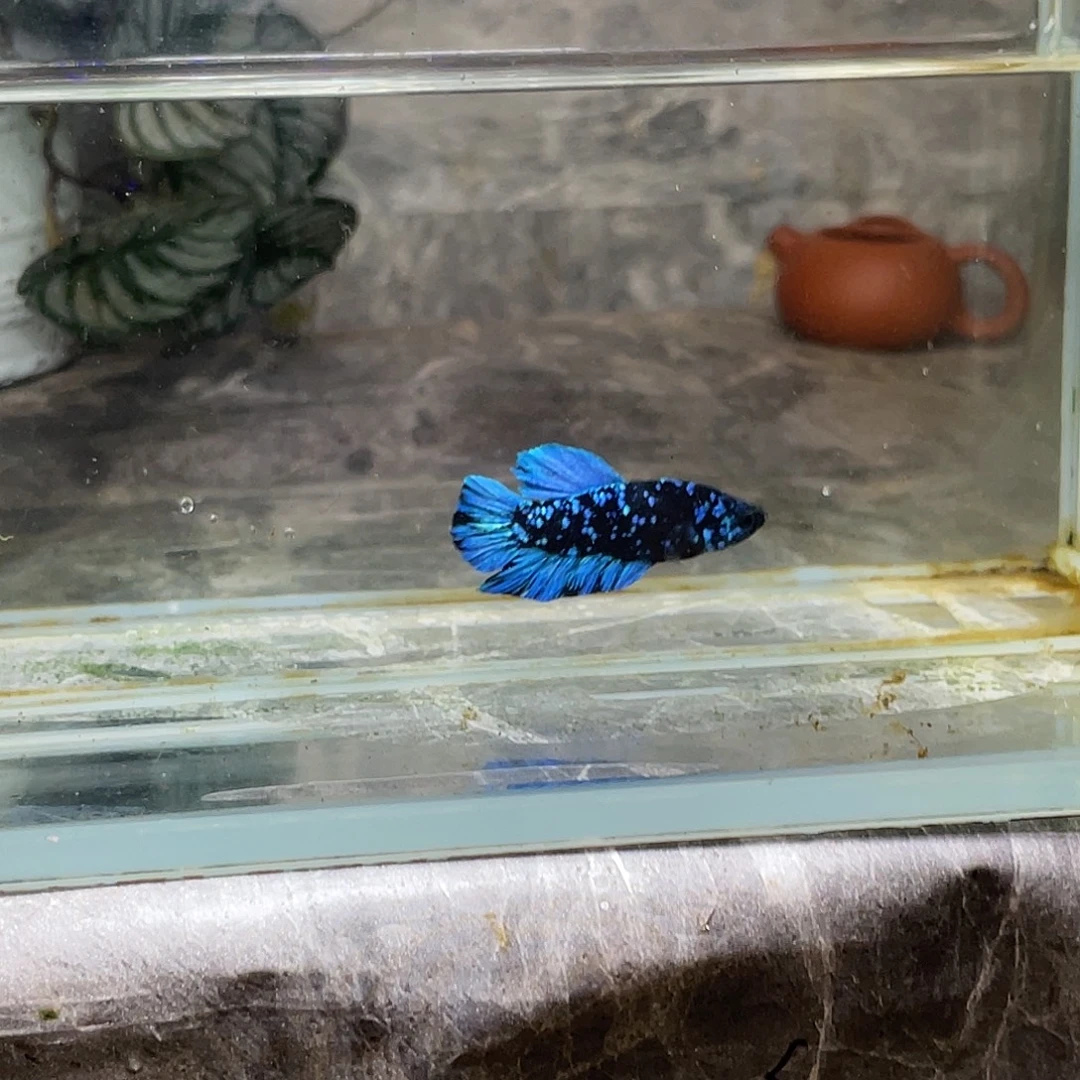 斗鱼育平斗鱼泰国斗鱼