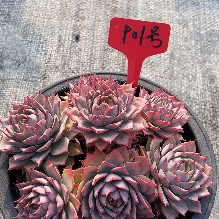 晓***儿大盆  林杰安娜 901号