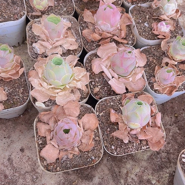 山地玫瑰多肉植物山地6颗128