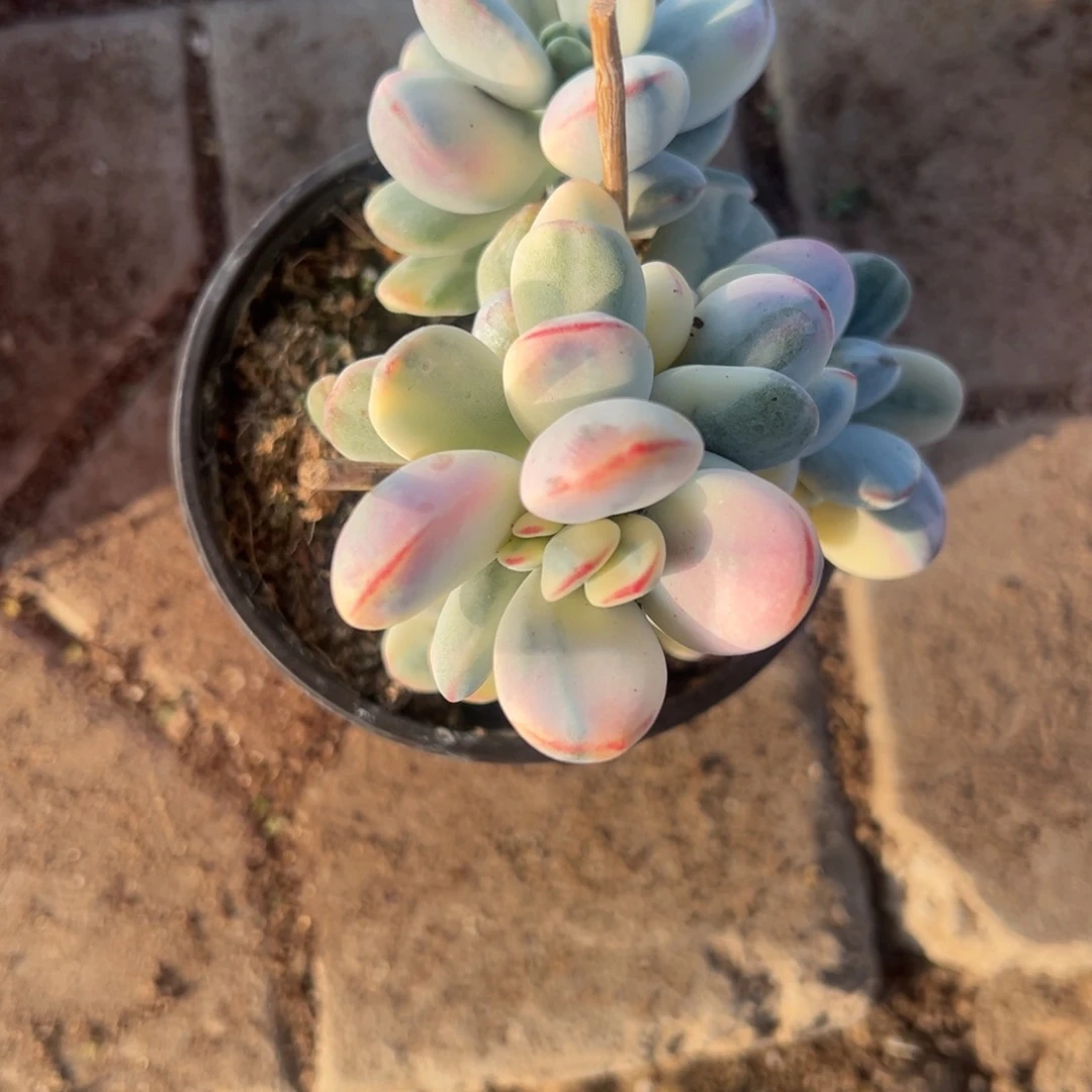 万**意多肉乒乓福娘锦2239号