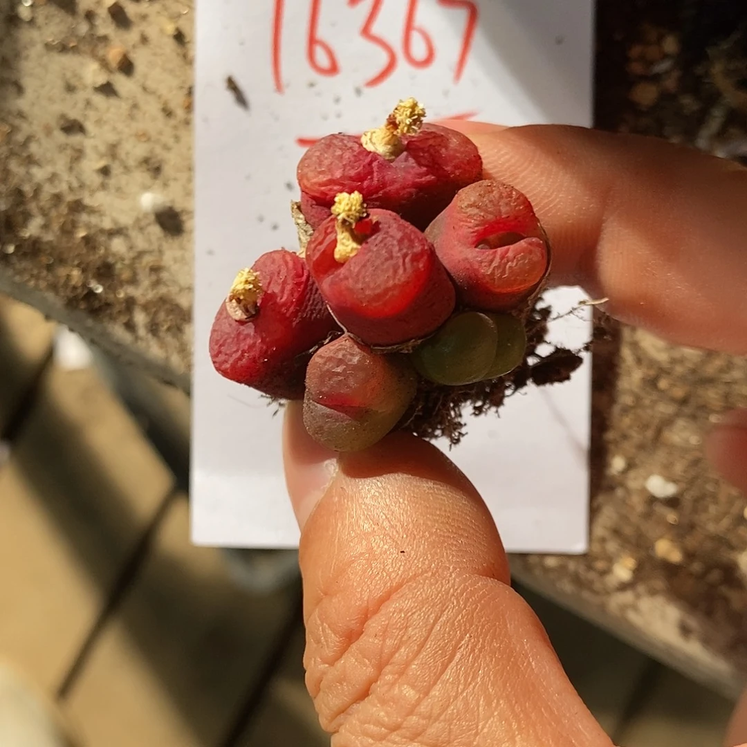 16367。  一颗群生。