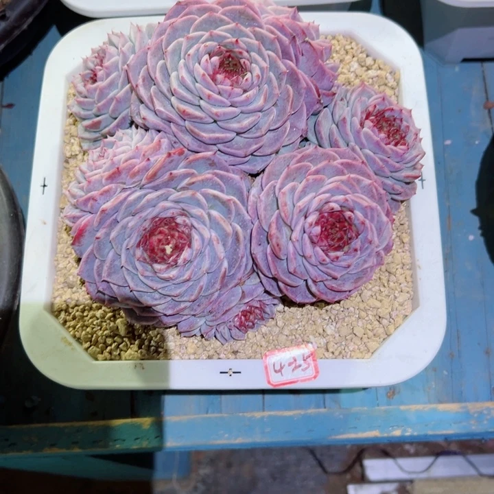 你****精品多肉植物老桩