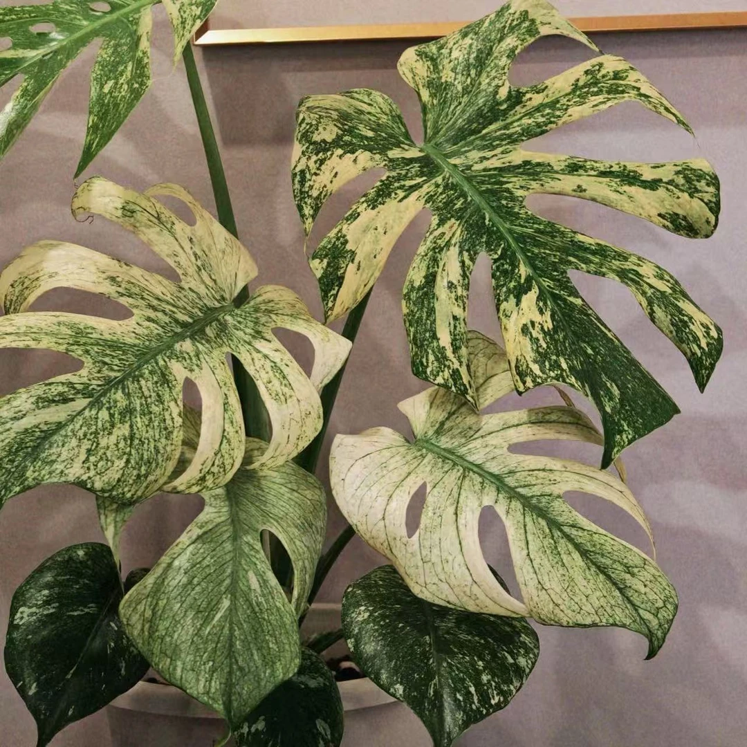 【小陈】（白怪兽龟背竹）原盆原土室内高端好养观叶绿植