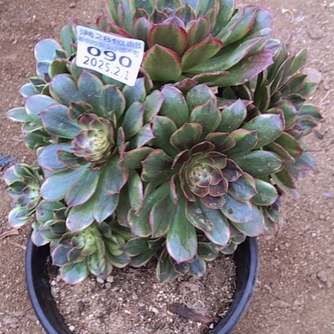 2.1-90半夏妖庄多肉植物