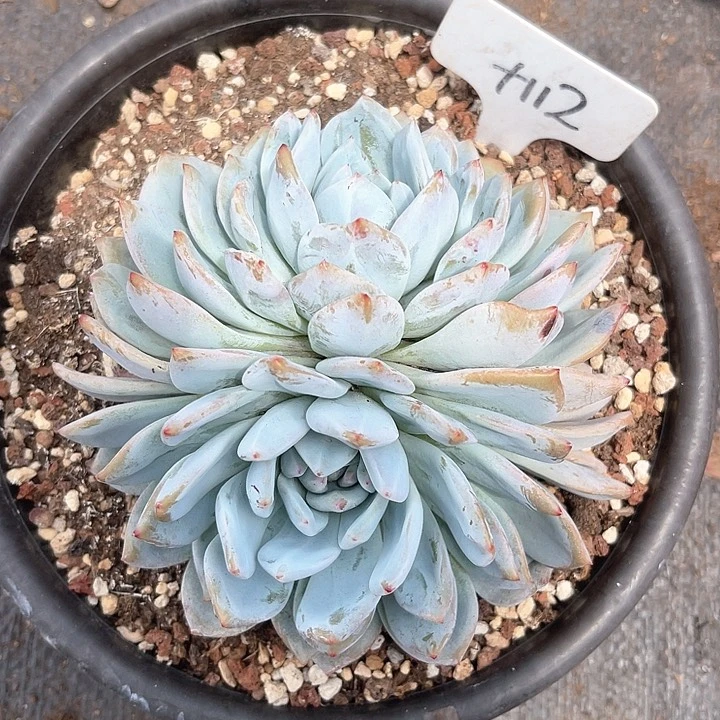 晨语多肉，一物一拍112