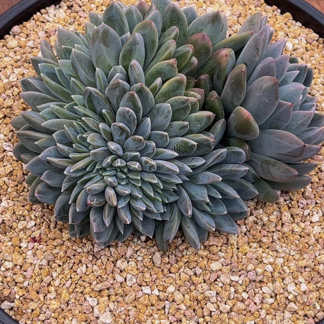 刘*多肉植物群生缀化