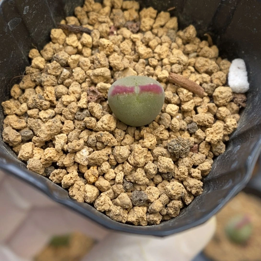 多肉植物肉锥杂交K-2020