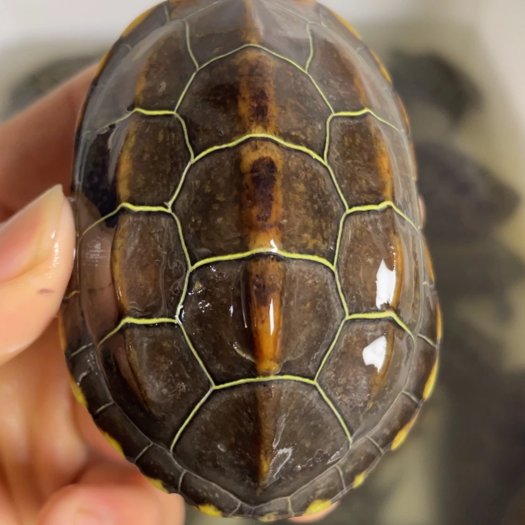 苏北金线冷水草龟