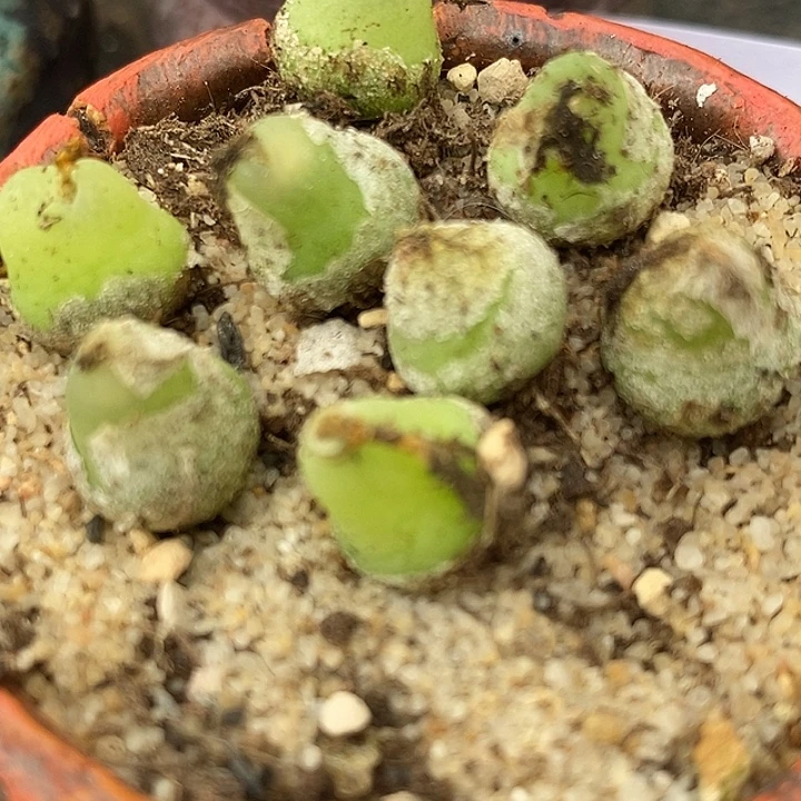 2724母本大葫芦一颗