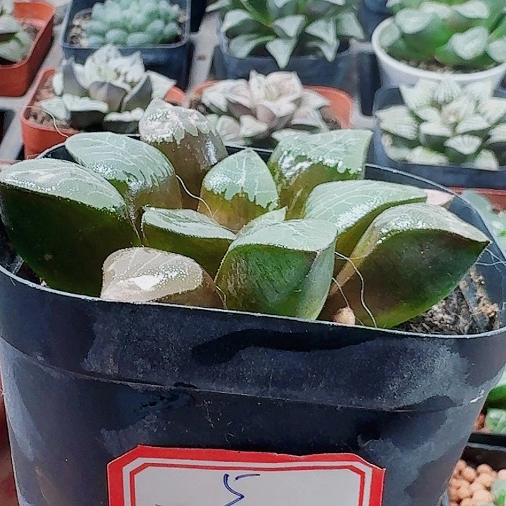 无花朵十二卷。 实生特选。 福利