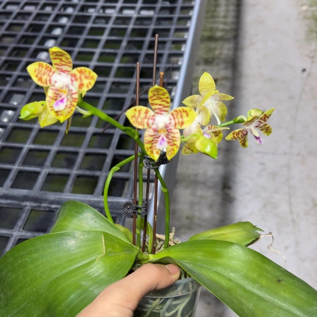 完全开放l837三寸ys1174