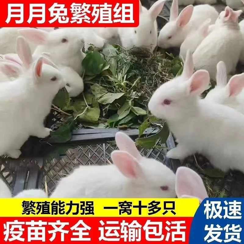 家养大型肉兔活体兔苗可长十多斤适合家庭饲养