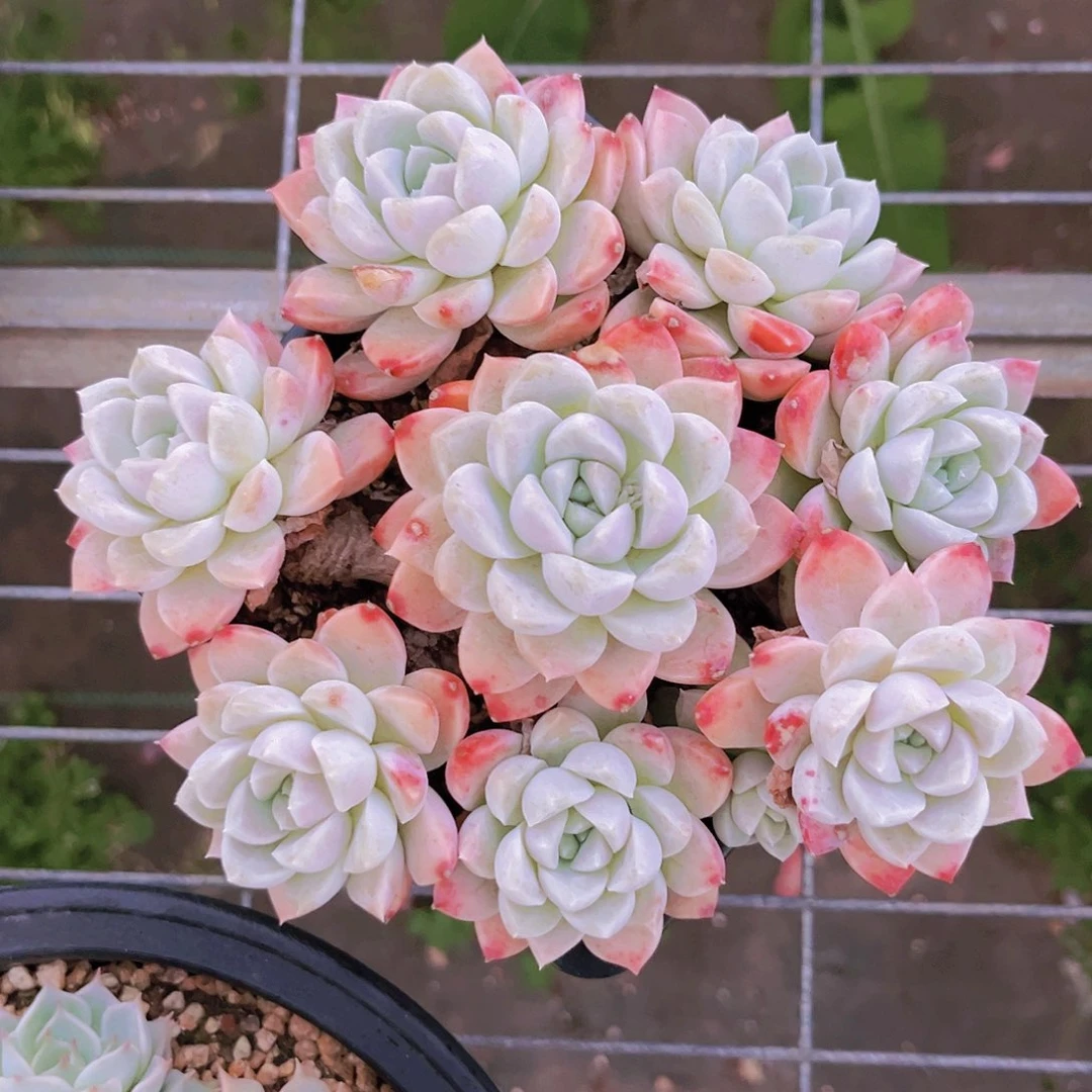 奶油月影16.5公分9999999