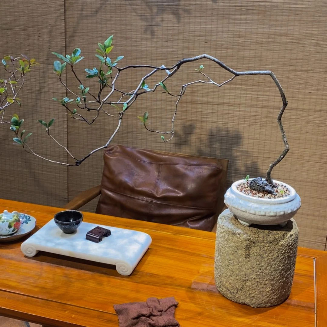 盆景日**星盆景园博园路5845