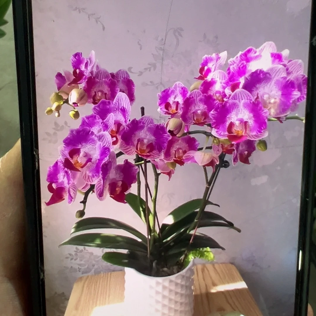 当前无花栽培后可以开花飞机苗风铃双剑3寸凑单发货一颗不发货